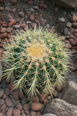 Green prickly stalk of cactus. Natural design concept.