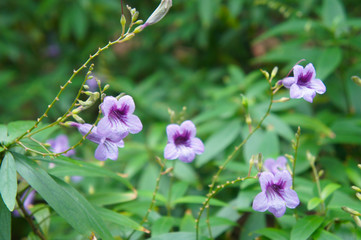 Strobilanthes anisophyllus goldfussia purple flowers with green