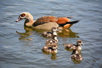 Familie Nilgans © Wiltrud