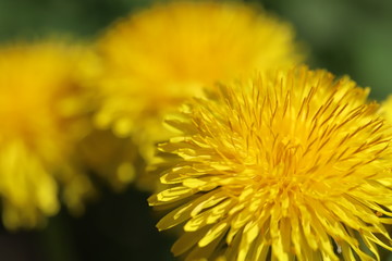 Dandelion