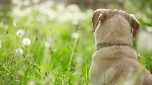 Young pretty dog