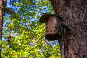 Wooden birdhouse in a tree in the forest.