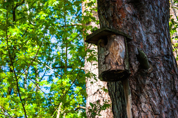 Wooden birdhouse in a tree in the forest.