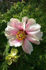 A huge pink flower of a decorative dog rose.