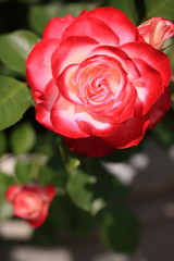 ツートンの薔薇の輝き