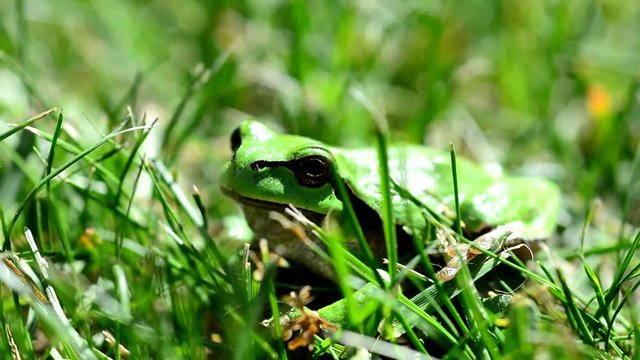 Closeup of the Green European Tree Frog (Hyla arborea) Sitting in Grass.