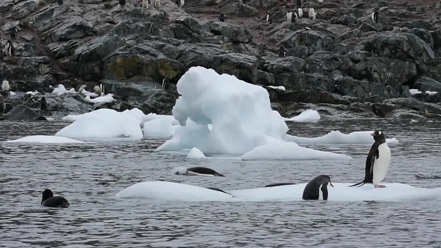 Gentoo Penguins oo nte ice
