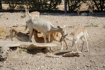 Deer feeding little babies