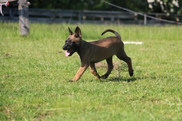 small malinois puppy is walking in the garden