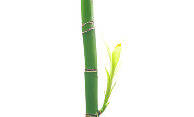 Fresh branches of bamboo on white background.