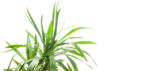 Fototapeta premium Fresh Yucca plant on a white background