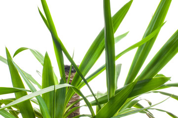 Fresh Yucca plant on a white background
