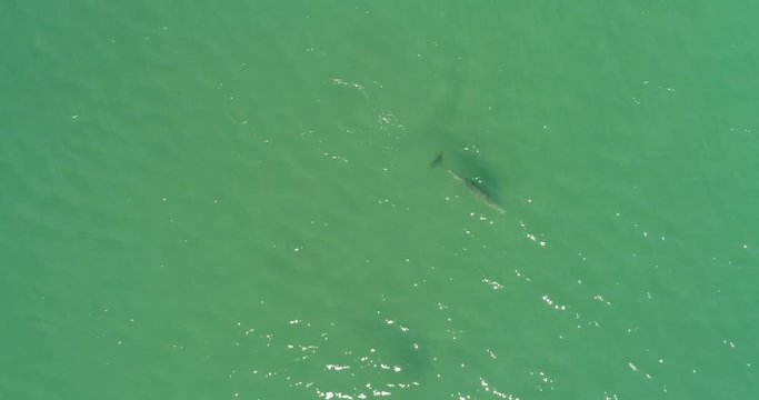 Aerial shots of a pod of dolphins playing.