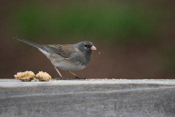 A tiny morsel of food falls from the mouth of this cute little dark eyed junco bird as it stands on the backyard deck railing. A bokeh effect makes the bird stand out nicely.