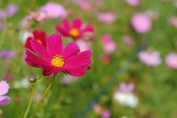 Obraz premium pink cosmos flower blooming in the field 