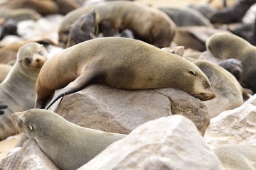 Obraz premium robbenkolonie, cape cross namibia
