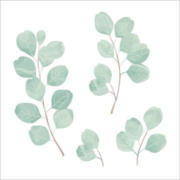 Silver dollar eucaliptus leaves vector set. Natural branches, greenery vector 
illustration. Perfect for your design invitation, wedding or greeting cards, patterns and backgrounds, textile, print.