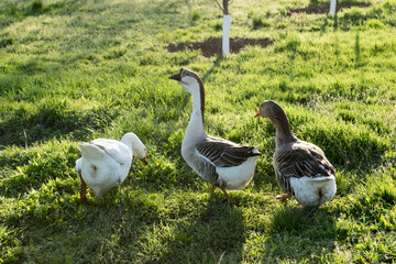 Three domestic goose are walking along green grass