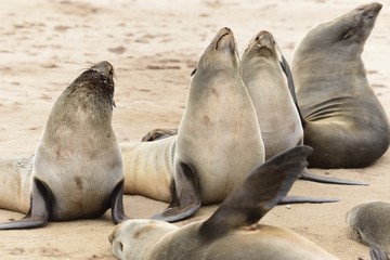Robbenkolonie, Cape Cross Namibia