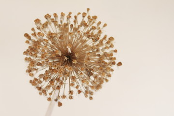 Allium