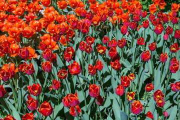 Colorful bright tulips blossom in early spring
