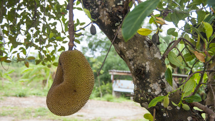 Jack fruit hanging from the tree, Thailand