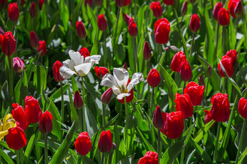 Obraz premium Colorful bright tulips blossom in early spring 