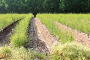 Obraz premium Spargelanbau