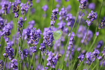 Obraz premium Von Lavendel und Schmetterlingen