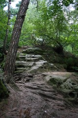 Fototapeta na wymiar Treppe aus Stein und Wurzeln