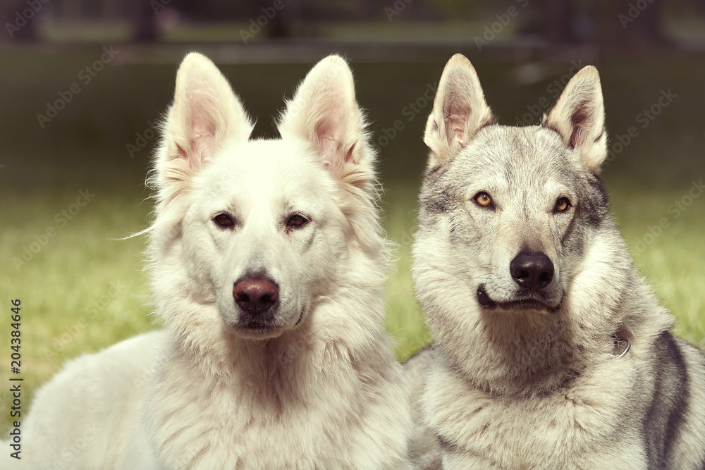 Wall mural couple of gray wolfdog and swiss white shepheard posing in spring park