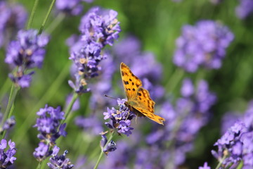 orangener Schmetterling