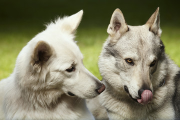 Obraz premium Couple of gray wolfdog and swiss white shepheard on portrait in spring park