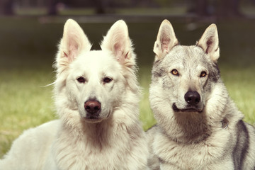 Couple of gray wolfdog and swiss white shepheard posing in spring park