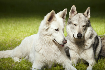 Couple of gray wolfdog and swiss white shepheard enjoying day in spring park