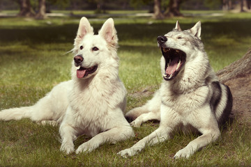 Obraz premium Couple of gray wolfdog and swiss white shepheard relaxing in spring park