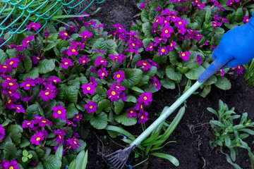 Woman with hoe, flower bed. Planting flowers, gardener, hobby.