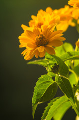 bouquet of bright yellow flowers Heliopsis helianthoides
