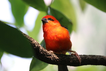 Farbenfroher Vogel