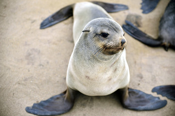Robbe beim Cape Cross, Namibia
