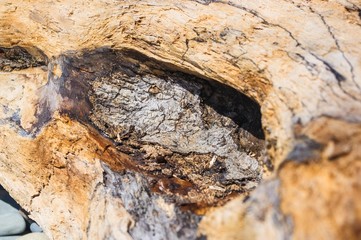 driftwood, washed up by the sea on a pebble beach