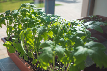 Fototapeta premium Seedling of tomato