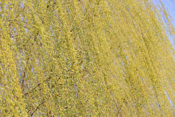 Green willow twigs, close-up shots
