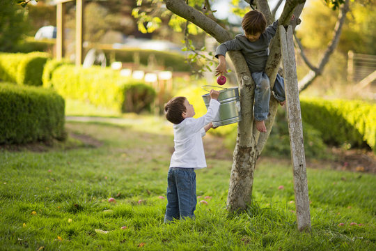 Two boys picking apples from a tree in their back yard.