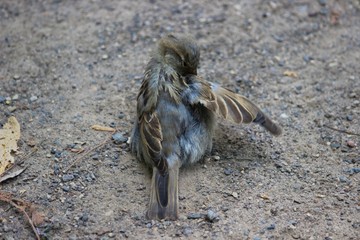 Spatz putzt sein Gefieder