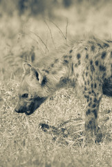 Hyena feeding, Africa
