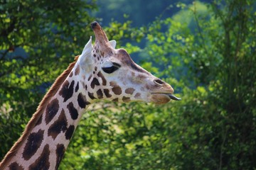 Giraffe steckt die Zunge raus