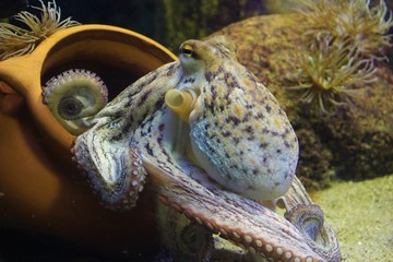 Oktopus