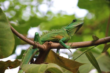 Leguan auf einem Ast