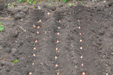 
Planting small bulbs in the padded wells.